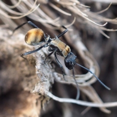 Polyrhachis ammon (Golden-spined Ant, Golden Ant) at Guerilla Bay, NSW - 2 Oct 2019 by David