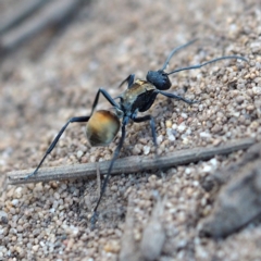 Polyrhachis ammon at Guerilla Bay, NSW - 2 Oct 2019 03:10 PM