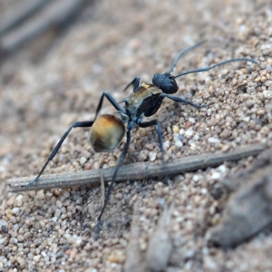 Polyrhachis ammon at Guerilla Bay, NSW - 2 Oct 2019 03:10 PM