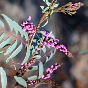 Indigofera australis subsp. australis at Dunlop, ACT - 2 Oct 2019