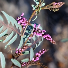 Indigofera australis subsp. australis (Australian Indigo) at Point 4522 - 2 Oct 2019 by Kurt