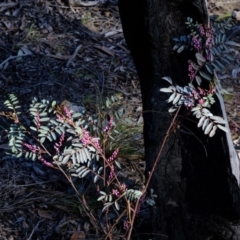 Indigofera australis subsp. australis at Dunlop, ACT - 2 Oct 2019