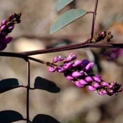 Indigofera australis subsp. australis at Dunlop, ACT - 2 Oct 2019 04:03 PM