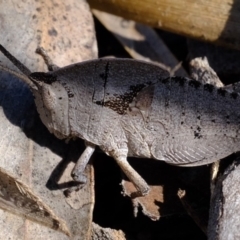 Goniaea sp. (genus) at Dunlop, ACT - 2 Oct 2019 02:51 PM