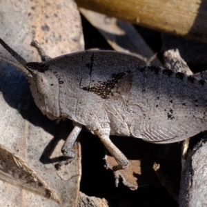 Goniaea sp. (genus) at Dunlop, ACT - 2 Oct 2019