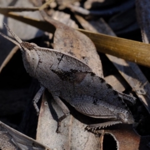 Goniaea sp. (genus) at Dunlop, ACT - 2 Oct 2019 02:51 PM