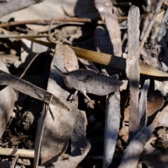 Goniaea sp. (genus) at Dunlop, ACT - 2 Oct 2019 02:51 PM