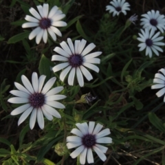 Dimorphotheca ecklonis (African Daisy) at Tuggeranong Creek to Monash Grassland - 2 Oct 2019 by michaelb