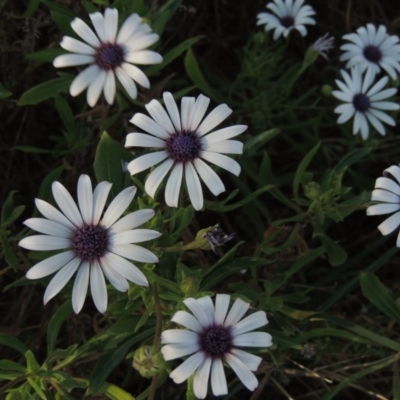 Dimorphotheca ecklonis (South African Daisy) at Monash, ACT - 2 Oct 2019 by MichaelBedingfield