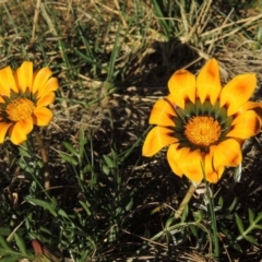 Gazania x splendens (Gazania) at Isabella Plains, ACT - 2 Oct 2019 by michaelb