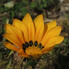 Gazania x splendens (Gazania) at Conder, ACT - 2 Oct 2019 by MichaelBedingfield