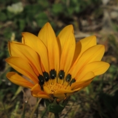 Gazania x splendens (Gazania) at Conder, ACT - 1 Oct 2019 by michaelb