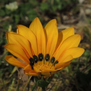 Gazania x splendens at Conder, ACT - 2 Oct 2019 12:00 AM