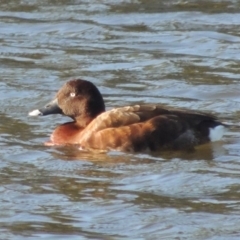 Aythya australis (Hardhead) at Isabella Pond - 2 Oct 2019 by michaelb