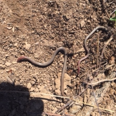 Aprasia parapulchella (Pink-tailed Worm-lizard) at Googong, NSW - 18 Sep 2018 by Wandiyali