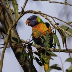 Trichoglossus moluccanus (Rainbow Lorikeet) at Red Hill to Yarralumla Creek - 20 Sep 2019 by BIrdsinCanberra