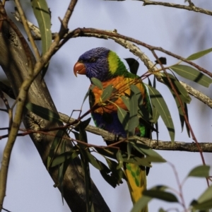 Trichoglossus moluccanus at Hughes, ACT - 21 Sep 2019