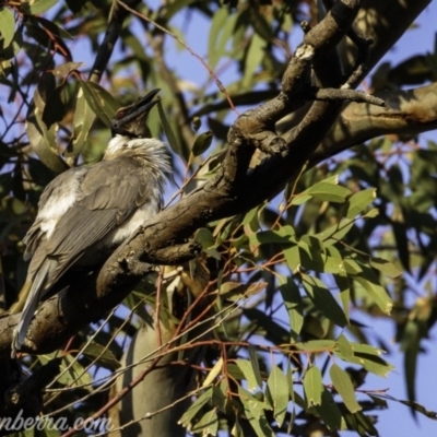 Philemon corniculatus (Noisy Friarbird) at Red Hill Nature Reserve - 20 Sep 2019 by BIrdsinCanberra