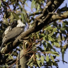 Philemon corniculatus at Deakin, ACT - 21 Sep 2019 07:25 AM