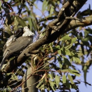 Philemon corniculatus at Deakin, ACT - 21 Sep 2019 07:25 AM