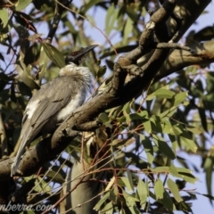 Philemon corniculatus at Deakin, ACT - 21 Sep 2019 07:25 AM