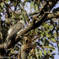 Philemon corniculatus at Deakin, ACT - 21 Sep 2019 07:25 AM