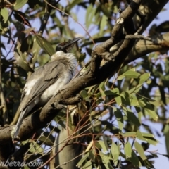 Philemon corniculatus at Deakin, ACT - 21 Sep 2019 07:25 AM