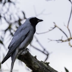 Coracina novaehollandiae (Black-faced Cuckooshrike) at Red Hill Nature Reserve - 20 Sep 2019 by BIrdsinCanberra