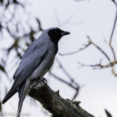 Coracina novaehollandiae (Black-faced Cuckooshrike) at Deakin, ACT - 21 Sep 2019 by BIrdsinCanberra