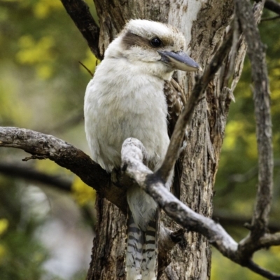 Dacelo novaeguineae (Laughing Kookaburra) at Deakin, ACT - 21 Sep 2019 by JonSteinbeck