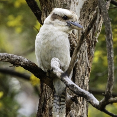 Dacelo novaeguineae (Laughing Kookaburra) at Red Hill Nature Reserve - 20 Sep 2019 by BIrdsinCanberra