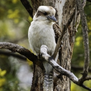 Dacelo novaeguineae at Deakin, ACT - 21 Sep 2019