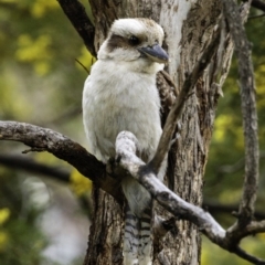 Dacelo novaeguineae at Deakin, ACT - 21 Sep 2019 08:20 AM