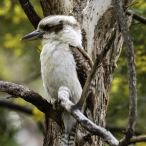 Dacelo novaeguineae at Deakin, ACT - 21 Sep 2019