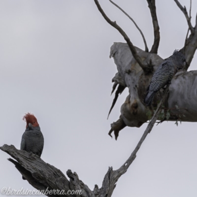 Callocephalon fimbriatum (Gang-gang Cockatoo) at Deakin, ACT - 21 Sep 2019 by BIrdsinCanberra