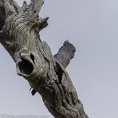 Callocephalon fimbriatum at Deakin, ACT - 21 Sep 2019