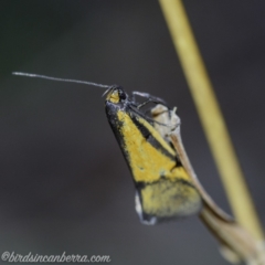 Philobota undescribed species near arabella (A concealer moth) at Hughes Grassy Woodland - 20 Sep 2019 by BIrdsinCanberra
