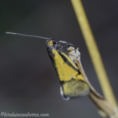 Philobota undescribed species near arabella (A concealer moth) at Hughes, ACT - 20 Sep 2019 by BIrdsinCanberra