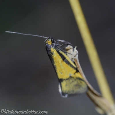 Philobota undescribed species near arabella (A concealer moth) at Hughes, ACT - 20 Sep 2019 by BIrdsinCanberra