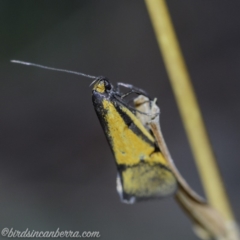 Philobota undescribed species near arabella at Hughes, ACT - 21 Sep 2019