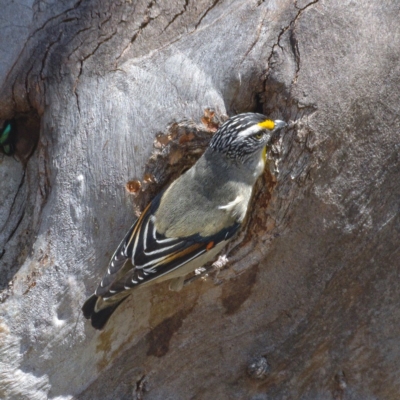 Pardalotus striatus (Striated Pardalote) at Symonston, ACT - 3 Oct 2019 by Marthijn