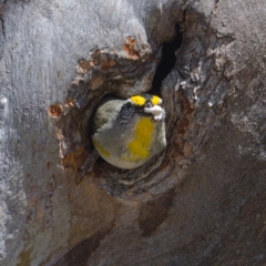 Pardalotus striatus at Symonston, ACT - 3 Oct 2019 11:03 AM