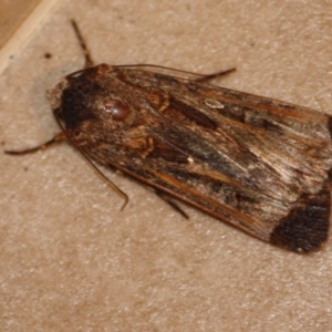 Agrotis munda at Hughes, ACT - 2 Oct 2019 08:23 PM