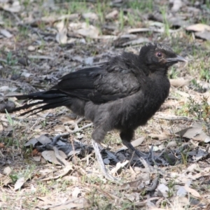 Corcorax melanorhamphos at Hughes, ACT - 2 Oct 2019