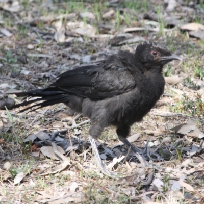 Corcorax melanorhamphos (White-winged Chough) at Hughes, ACT - 2 Oct 2019 by LisaH