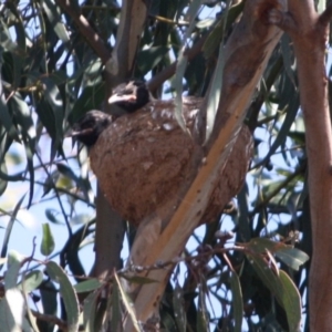 Corcorax melanorhamphos at Hughes, ACT - 3 Oct 2019 12:00 PM