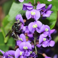 Xylocopa (Lestis) aerata (Golden-Green Carpenter Bee) at Acton, ACT - 3 Oct 2019 by TimL