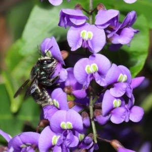 Xylocopa (Lestis) aerata at Acton, ACT - 3 Oct 2019