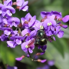 Xylocopa (Lestis) aerata at Acton, ACT - 3 Oct 2019