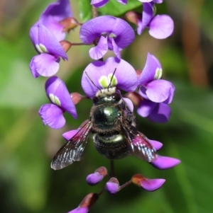 Xylocopa (Lestis) aerata at Acton, ACT - 3 Oct 2019